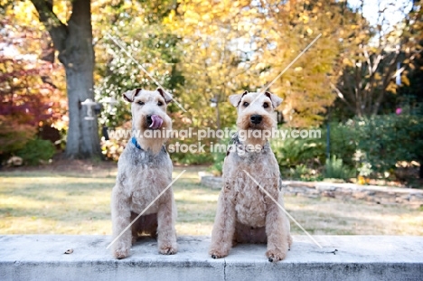 two welsh terriers sitting on ledge