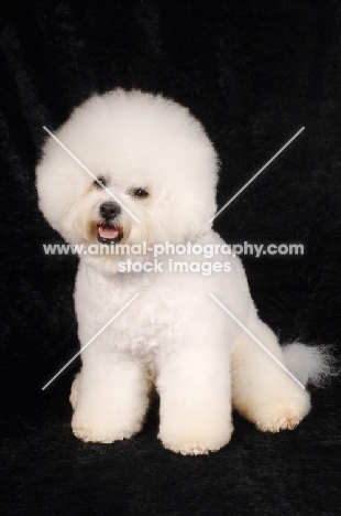 Bichon Frise sitting on black background