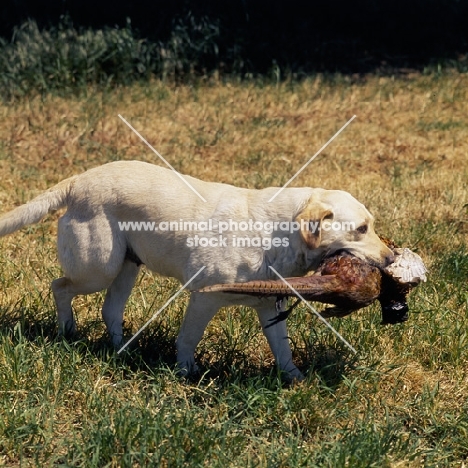 yellow labrador retrieving pheasant