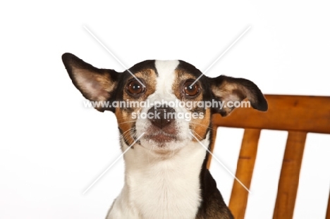 Rat terrier, portrait