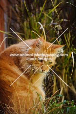 Maine Coon sitting in long grass. 