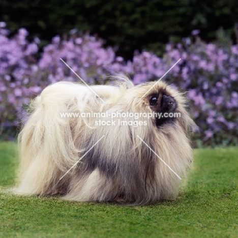 int ch copplestone pu-zee,  posing pekingese