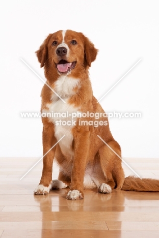 Nova Scotia Duck Tolling Retriever sitting on floor