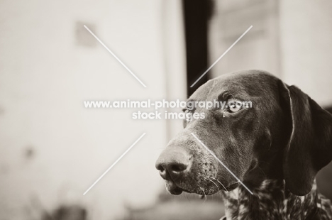 alert German Shorthaired Pointer (GSP)