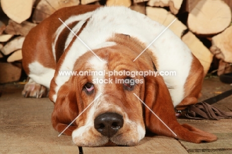 tired Basset Hound