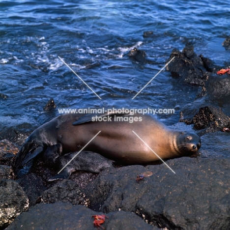 galapagos sea lion cow with pup suckling on south plazas island, galapagos islands