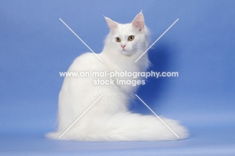 11 month old white Maine Coon