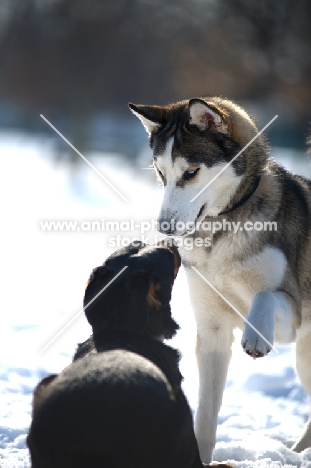 siberian husky and mongrel dog sniffing each other