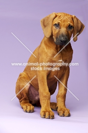 Rhodesian Ridgeback puppy sitting on purple background