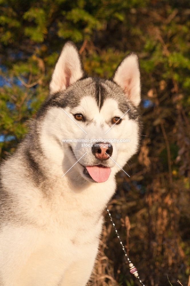 Husky portrait in sunset