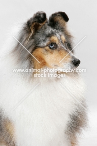 Australian Gr. Champion Shetland Sheepdog, portrait