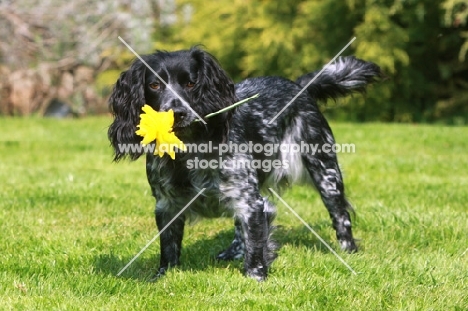 English Cocker Spaniel with flower