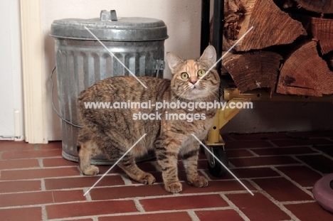 Manx cat in kitchen