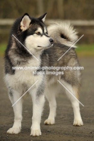 Alaskan Malamute