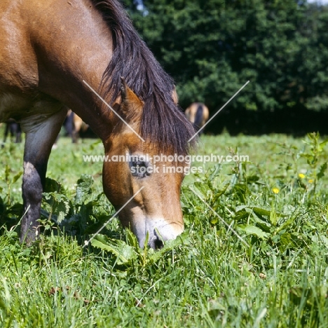 Exmoor pony grazing close up 