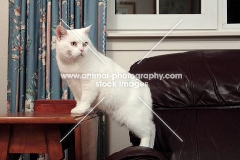 white Manx cat in lounge