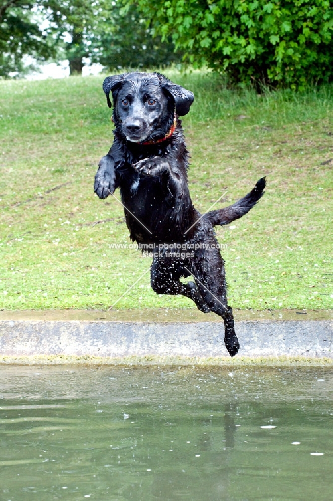black labrador jumping into water