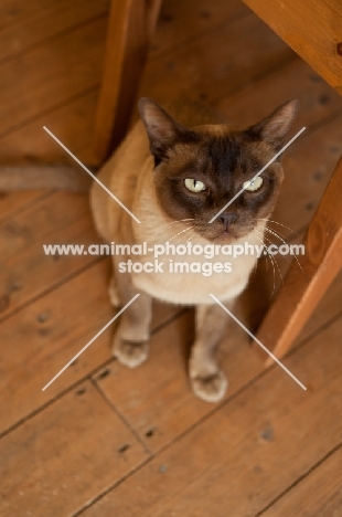 Burmese on wooden floor