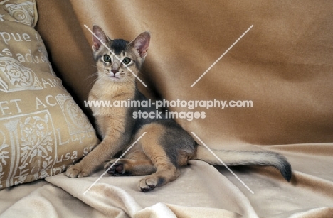 blue abyssinian cat lying on sheets