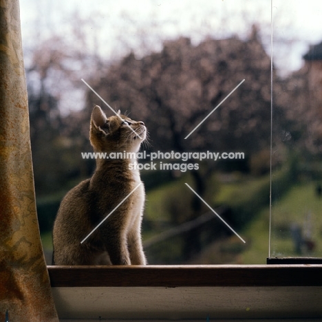 abyssinian kitten looking up, in window