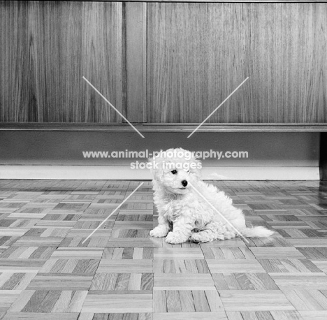 bichon frise puppy