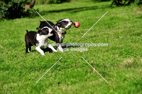 Boston Terriers playing together