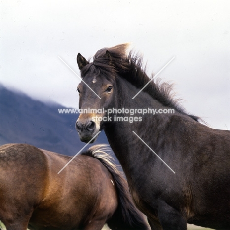 Iceland horse at Kalfstindar