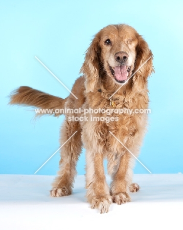 cocker spaniel cross with only one eye