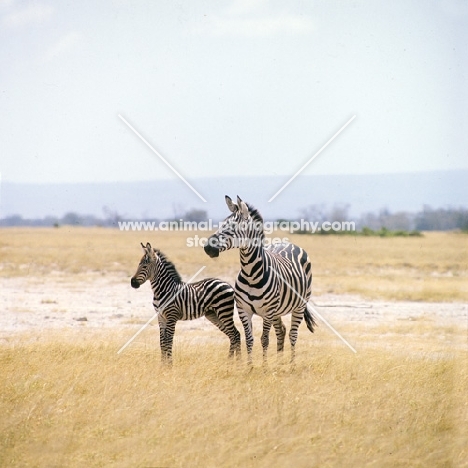 zebra with her foal