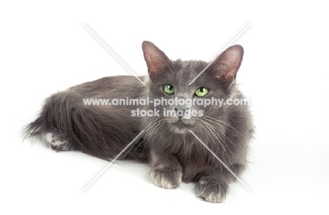 blue Javanese cat (aka Angora or Oriental Longhair)