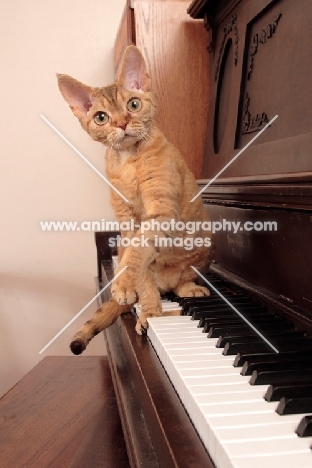 alert Devon Rex on piano