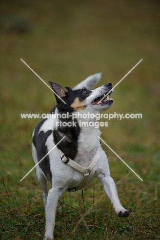 mongrel dog running