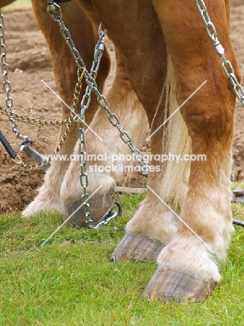 Legs and Chains