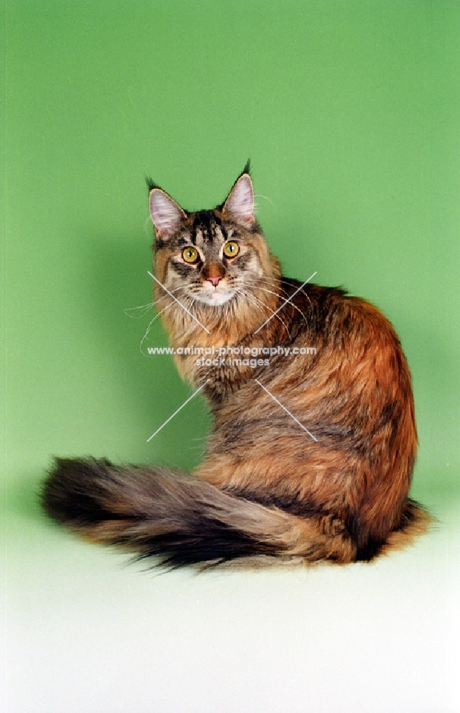 red tortoiseshell silver Maine Coon lying down