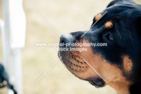 Rottweiler profile