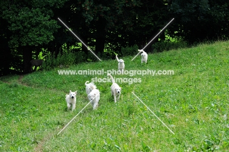 group of Maremma Sheepdogs running in field