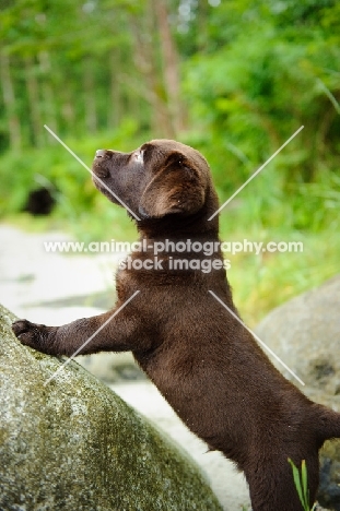 Chocolate Labrador Retriever puppy standing on a rock looking up