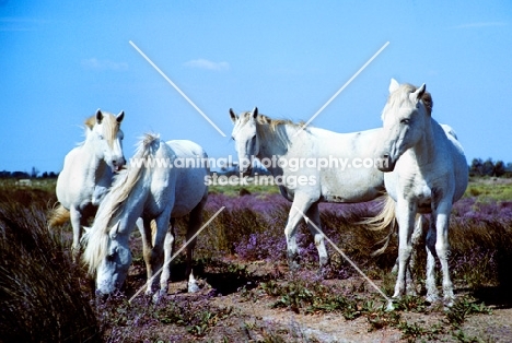 four camargue ponies 