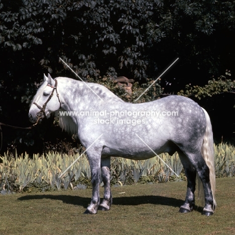 Miss M de Beaumont's Highland Pony stallion