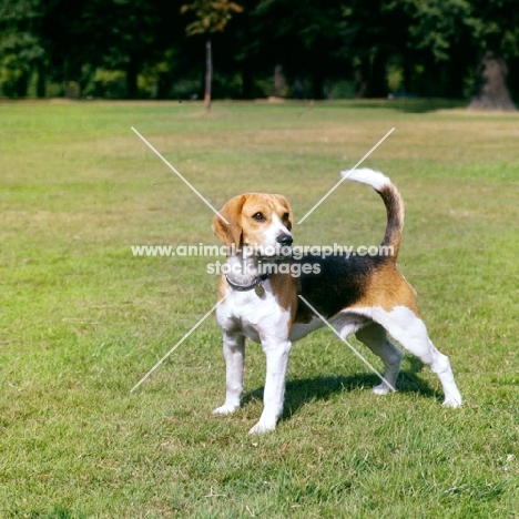 beagle standing on grass