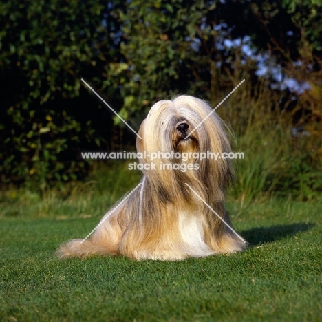 ch saxonsprings fresno, famous lhasa apso