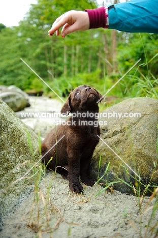 Chocolate Labrador Retriever puppy looking up at owners hand.