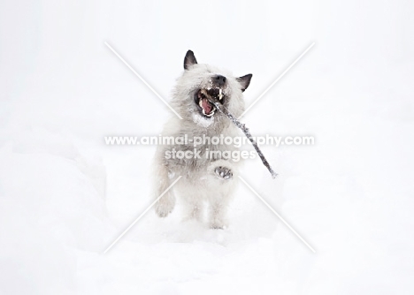 Wheaten Cairn terrier running in snowy yard with stick in mouth.