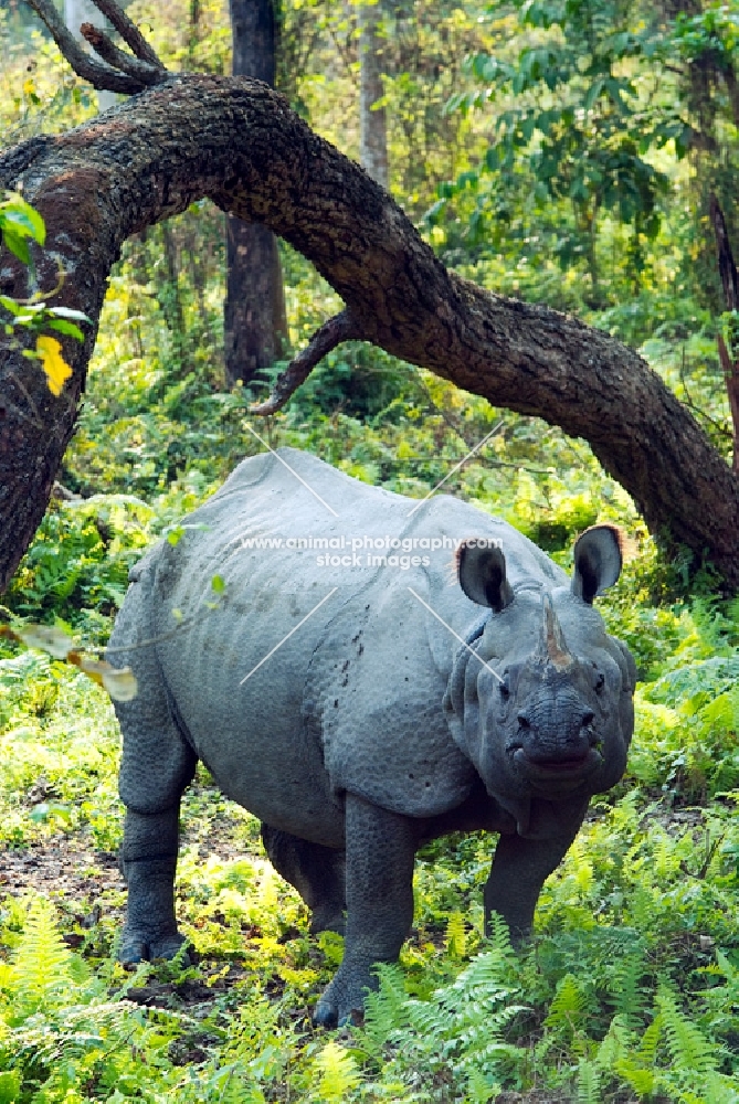 Indian rhino in Chitwan jungle