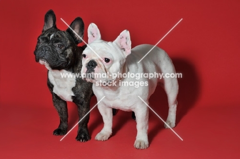 French Bulldog standing against red background