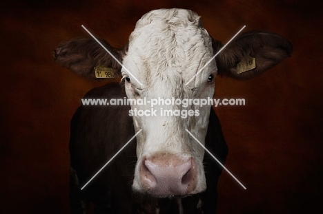 Simmental cow front view portrait