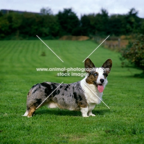 cardigan corgi standing on grass