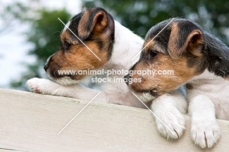 two Jack Russell puppies