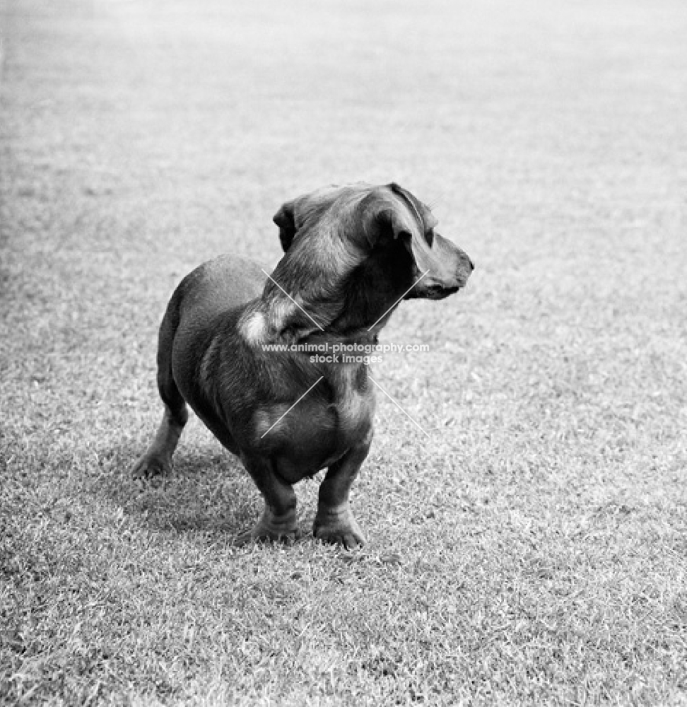 pet miniature smooth dachshund