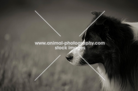 black and white border collie, profile